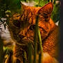 cat, orange_cat, animal, pet, whiskers, greenery, plants, nature, outdoor, foliage, curious, closeup, mammal, wildlife, eyes, portrait, soft_light, shadows, explorer, tabby