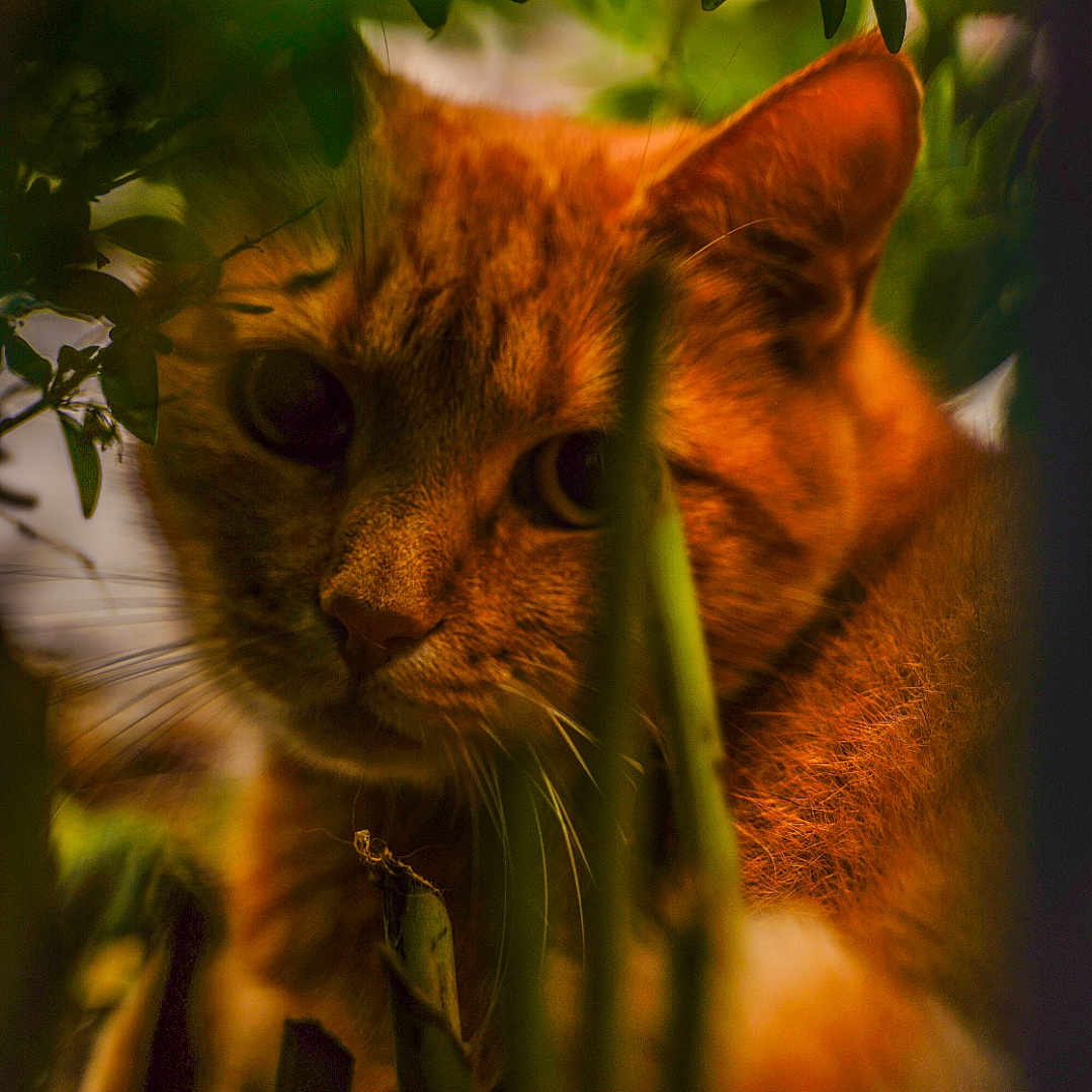 Le Rouquin a rejoint le concours — aidez-le/la à gagner de superbes lots ! animal, cat, closeup, curious, explorer, eyes, foliage, greenery, mammal, nature, orange_cat, outdoor, pet, plants, portrait, shadows, soft_light, tabby, whiskers, wildlife