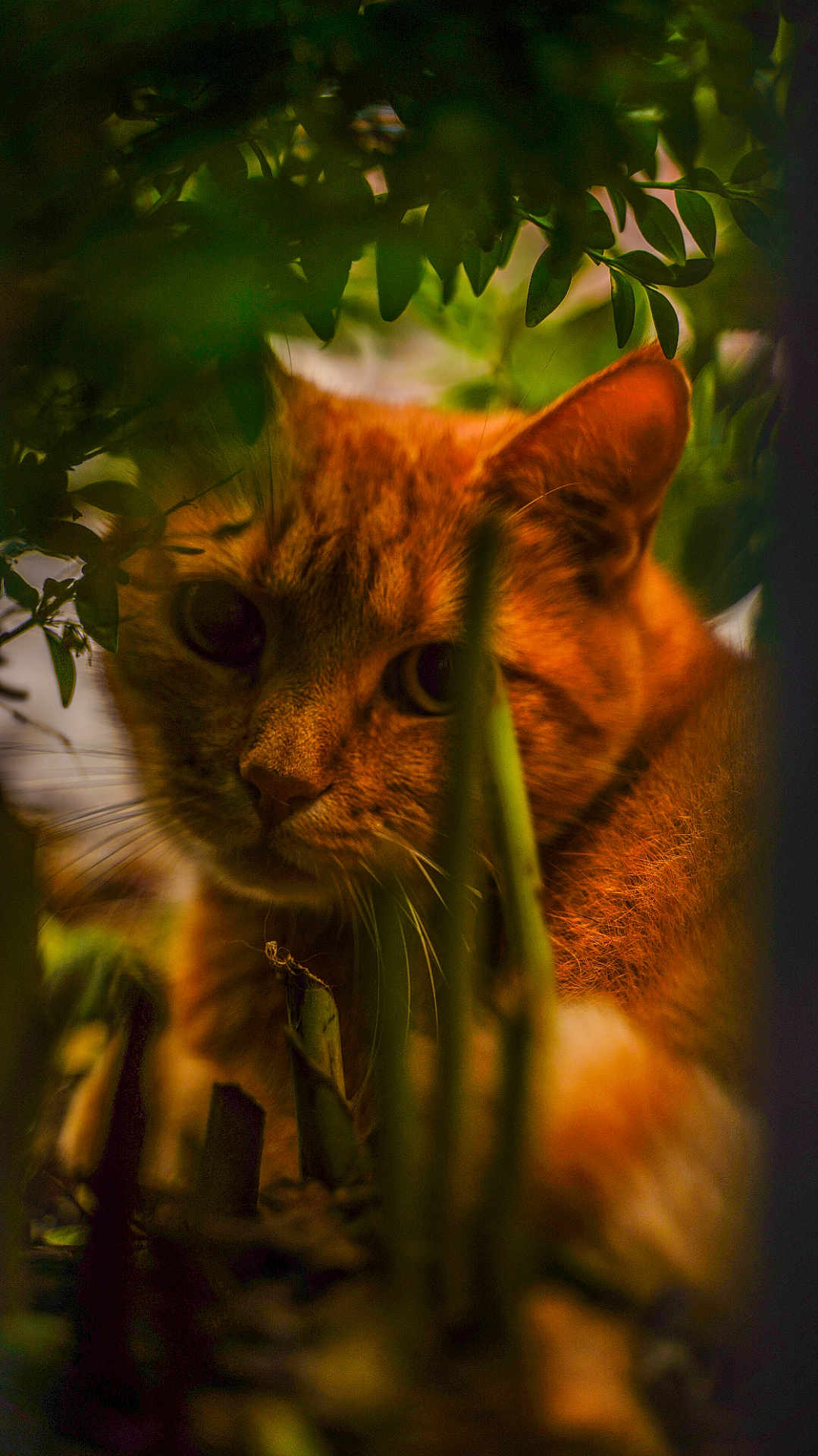 Le Rouquin a rejoint le concours — aidez-le/la à gagner de superbes lots ! cat, orange_cat, animal, pet, whiskers, greenery, plants, nature, outdoor, foliage, curious, closeup, mammal, wildlife, eyes, portrait, soft_light, shadows, explorer, tabby