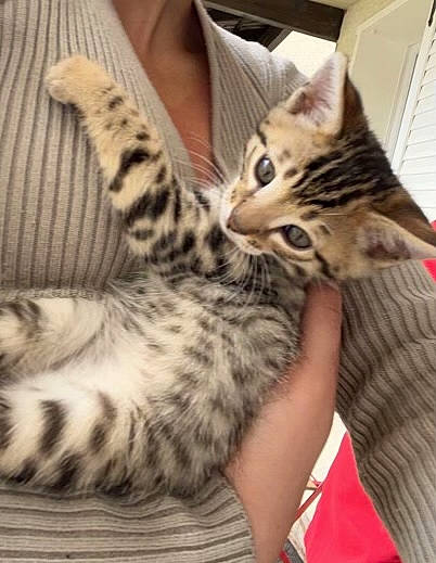 Fendi a rejoint le concours — aidez-le/la à gagner de superbes lots ! big_cats, carnivore, cat, claw, comfort, domestic_short_haired_cat, felidae, fur, nail, pattern, paw, sitting, small_to_medium_sized_cats, snout, terrestrial_animal, whiskers