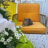 cat, tabby_cat, orange_chair, cushion, white_flowers, green_leaves, balcony, outdoor, plants, furniture, relaxed, pet, animal, shutters, yellow_screen, table, patterned_table, resting, cozy, daylight