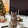 cat, tabby_cat, table, christmas_tree, lights, ornaments, candle, flower_arrangement, television, living_room, decor, furniture, holiday, indoor, pet, cute, striped, cozy, festive, sitting