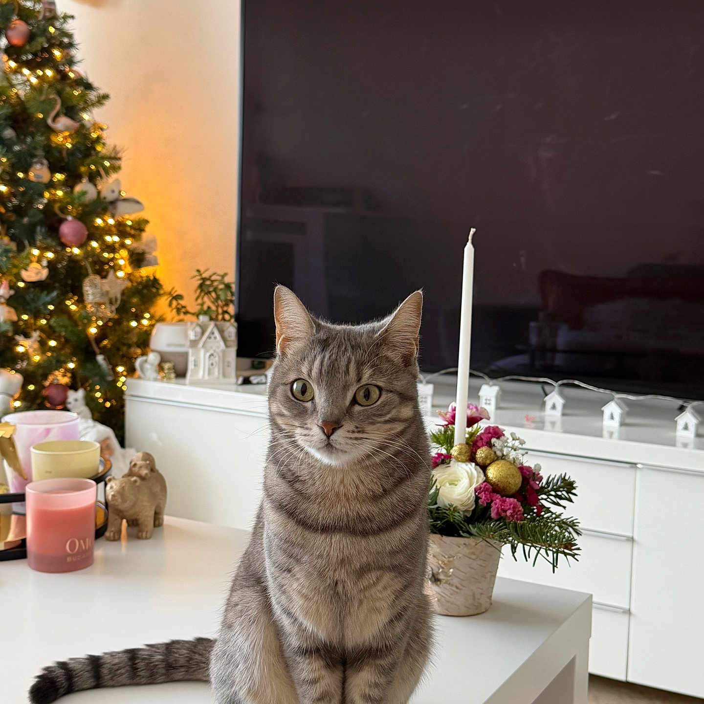 Emma participe au concours pour gagner de l'argent avec cette photo : cat, tabby_cat, table, christmas_tree, lights, ornaments, candle, flower_arrangement, television, living_room, decor, furniture, holiday, indoor, pet, cute, striped, cozy, festive, sitting