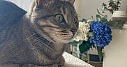 Emma a rejoint le concours — aidez-le/la à gagner de superbes lots ! cat, tabby, animal, pet, indoor, curious, green_eyes, fur, whiskers, flower, vase, blue_flower, white_flower, curtain, natural_light, cozy, texture, table, plant, home