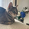 cat, tabby, animal, pet, indoor, curious, green_eyes, fur, whiskers, flower, vase, blue_flower, white_flower, curtain, natural_light, cozy, texture, table, plant, home