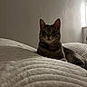 Emma a rejoint le concours — aidez-le/la à gagner de superbes lots ! cat, tabby, indoor, blanket, texture, light, shadow, wall, curious, alert, fur, ears, whiskers, resting, animal, pet, cozy, comfortable, bed, quiet