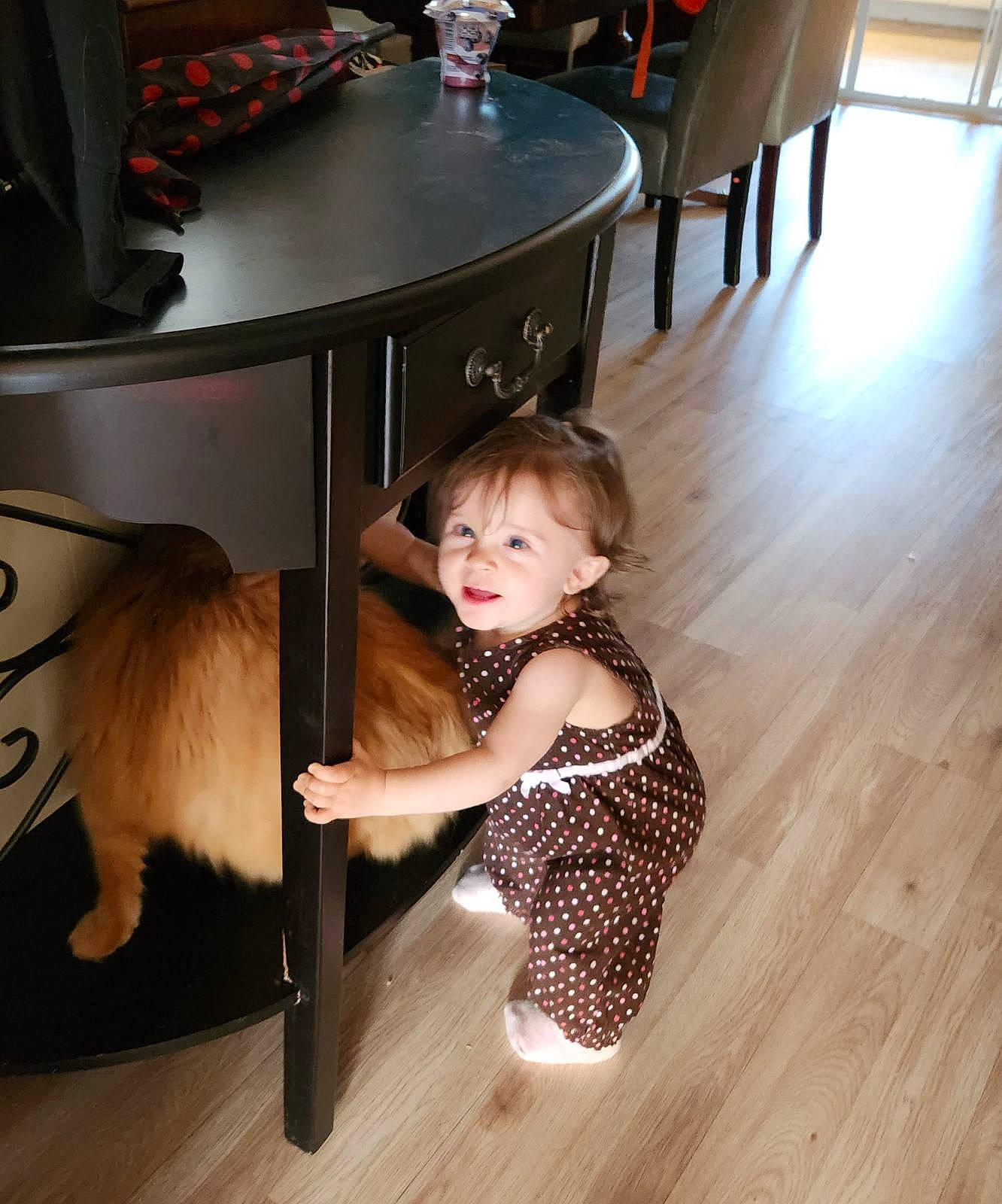 Emilyn is registered to the contest to win money with this photo: chair, companion_dog, fawn, floor, flooring, foot, fun, hardwood, human_leg, laminate_flooring, long_hair, person, room, sitting, table, thigh, toddler, varnish, wood, wood_flooring