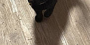 Layla is registered to the contest to win money with this photo: cat, black_cat, floor, wooden_floor, shadow, pet, indoor, curious, animal, feline, looking_up, ears, whiskers, collar, domestic_animal, home, cute, fur, standing, eyes