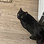 cat, black_cat, pet, animal, wooden_floor, indoor, looking_up, curious, fur, green_eyes, flooring, home, domestic_cat, mammal, whiskers, ears, tail, feline, household, companion