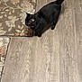 black_cat, cat, pet, animal, indoor, floor, wood_floor, rug, patterned_rug, tail, alert, feline, whiskers, ears, domestic_cat, looking_away, standing, home_interior, curious, mammal
