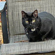 Layla is registered to the contest to win money with this photo: alert, animal, black_cat, cat, chair, collar, domestic_cat, feline, furniture, garden, nature, outdoor, pattern, pet, sitting, sunlight, tag, texture, whiskers, yellow_eyes