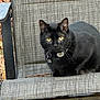 alert, animal, black_cat, cat, chair, collar, domestic_cat, feline, furniture, garden, nature, outdoor, pattern, pet, sitting, sunlight, tag, texture, whiskers, yellow_eyes