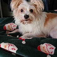 Lilou a rejoint le concours — aidez-le/la à gagner de superbes lots ! dog, pet, blanket, santa_claus, holiday, cozy, fur, animal, cute, indoor, resting, bed, canine, domestic_animal, ears, eyes, snout, fur_texture, comfort, relaxed