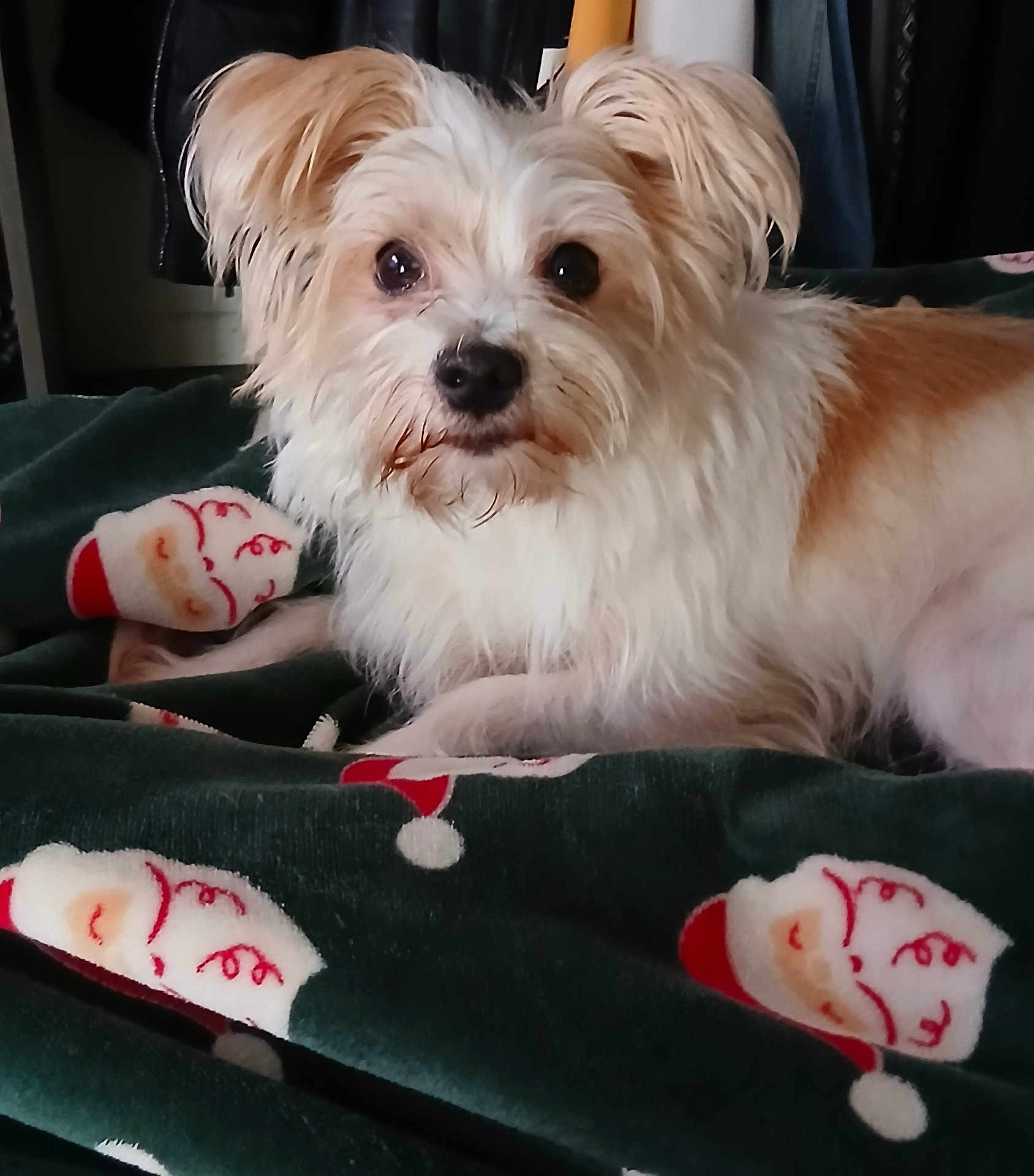 Lilou a rejoint le concours — aidez-le/la à gagner de superbes lots ! dog, pet, blanket, santa_claus, holiday, cozy, fur, animal, cute, indoor, resting, bed, canine, domestic_animal, ears, eyes, snout, fur_texture, comfort, relaxed