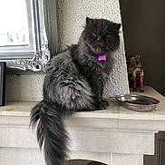 Mr Platon participe au concours pour gagner de l'argent avec cette photo : cat, gray_cat, fluffy, long_hair, pet, indoor, mantle, food_bowl, purple_tag, window, mirror, decor, figurine, feline, sitting, house, wall, tail, looking, still_life