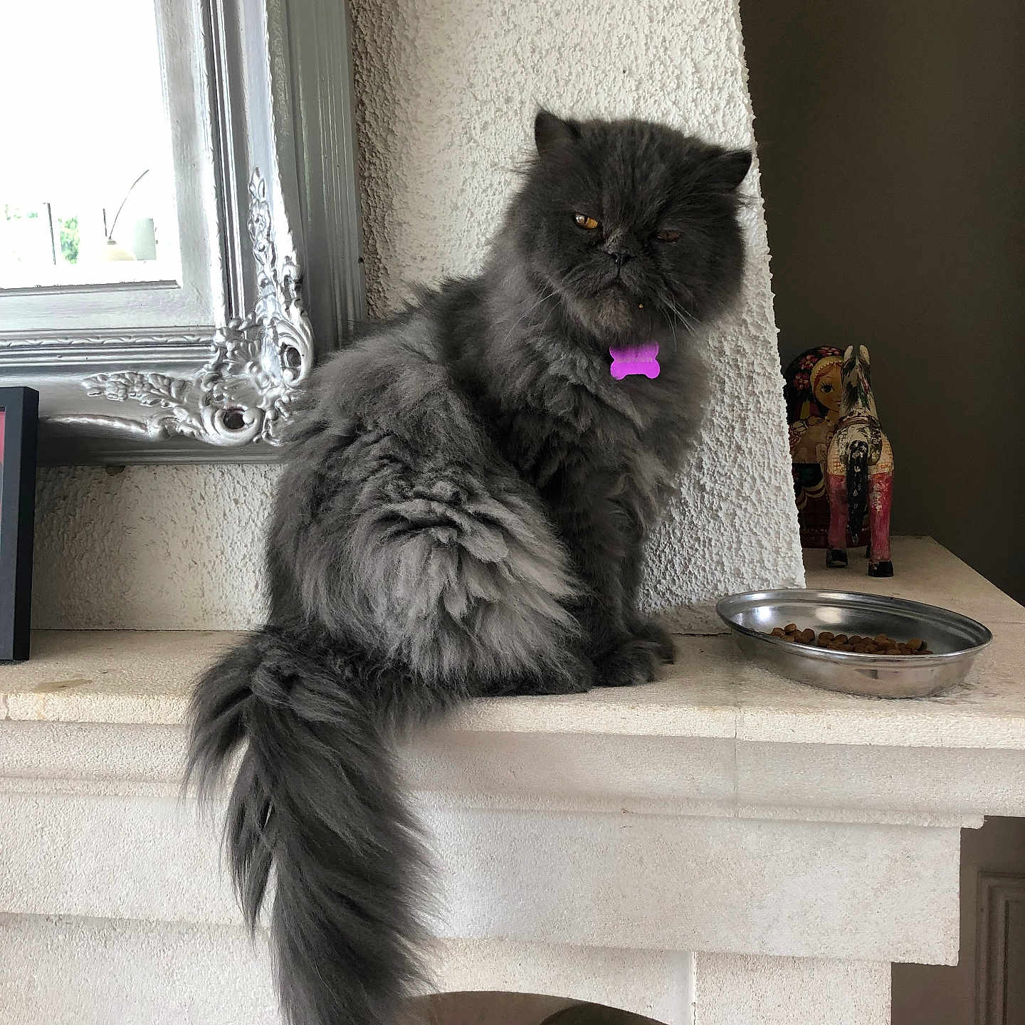 Mr Platon participe au concours pour gagner de l'argent avec cette photo : cat, gray_cat, fluffy, long_hair, pet, indoor, mantle, food_bowl, purple_tag, window, mirror, decor, figurine, feline, sitting, house, wall, tail, looking, still_life