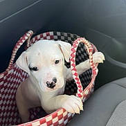 Rosalinda a rejoint le concours — aidez-le/la à gagner de superbes lots ! puppy, dog, white_dog, bag, checkered_bag, car_interior, car_seat, pet, cute, animal, young_dog, canine, paw, handle, inside, sitting, looking, curious, small, travel