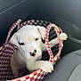 puppy, dog, white_dog, bag, checkered_bag, car_interior, car_seat, pet, cute, animal, young_dog, canine, paw, handle, inside, sitting, looking, curious, small, travel