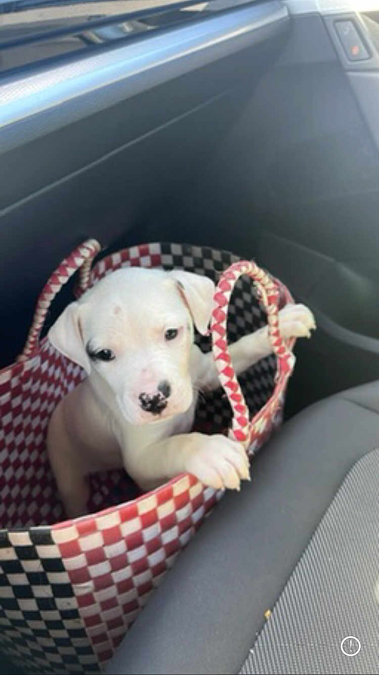 Rosalinda a rejoint le concours — aidez-le/la à gagner de superbes lots ! puppy, dog, white_dog, bag, checkered_bag, car_interior, car_seat, pet, cute, animal, young_dog, canine, paw, handle, inside, sitting, looking, curious, small, travel