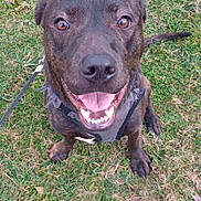 Bandit joined the competition — help win amazing prizes! animal, black, brindle, brown, canine, collar, cute, dog, eyes, friendly, grass, happy, leash, nose, outdoor, pet, sitting, smiling, tail, tongue_out