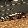 Cookie participe au concours pour gagner de l'argent avec cette photo : buddha_statue, cabinet, cat, cozy, decorative_items, domestic_animal, feline, figurines, flooring, fur, home_interior, indoor, lying_down, pet, relaxed, resting, snow_globe, striped, tabby_cat, wooden_floor