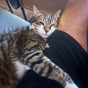 Cookie a rejoint le concours — aidez-le/la à gagner de superbes lots ! cat, tabby_cat, pet, animal, indoor, lap, resting, sleepy, feline, content, human_leg, clothing, shorts, chair, table, wood_floor, relaxation, domestic, whiskers, fur
