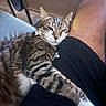 animal, cat, chair, clothing, content, domestic, feline, fur, human_leg, indoor, lap, pet, relaxation, resting, shorts, sleepy, tabby_cat, table, whiskers, wood_floor