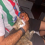 Cookie a rejoint le concours — aidez-le/la à gagner de superbes lots ! cat, comfort, content, couch, feline, hairy_arm, hand, indoor, lap, night, person, pet, relaxing, scratching, seated, shirt, shorts, striped_shirt, tabby_cat, watch