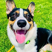 Buckley is registered to the contest to win money with this photo: dog, corgi, smiling, tongue_out, grass, outdoor, pet, happy, animal, canine, ears, collar, leash, closeup, sunlight, nature, cute, friendly, playful, summer