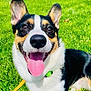 dog, corgi, smiling, tongue_out, grass, outdoor, pet, happy, animal, canine, ears, collar, leash, closeup, sunlight, nature, cute, friendly, playful, summer