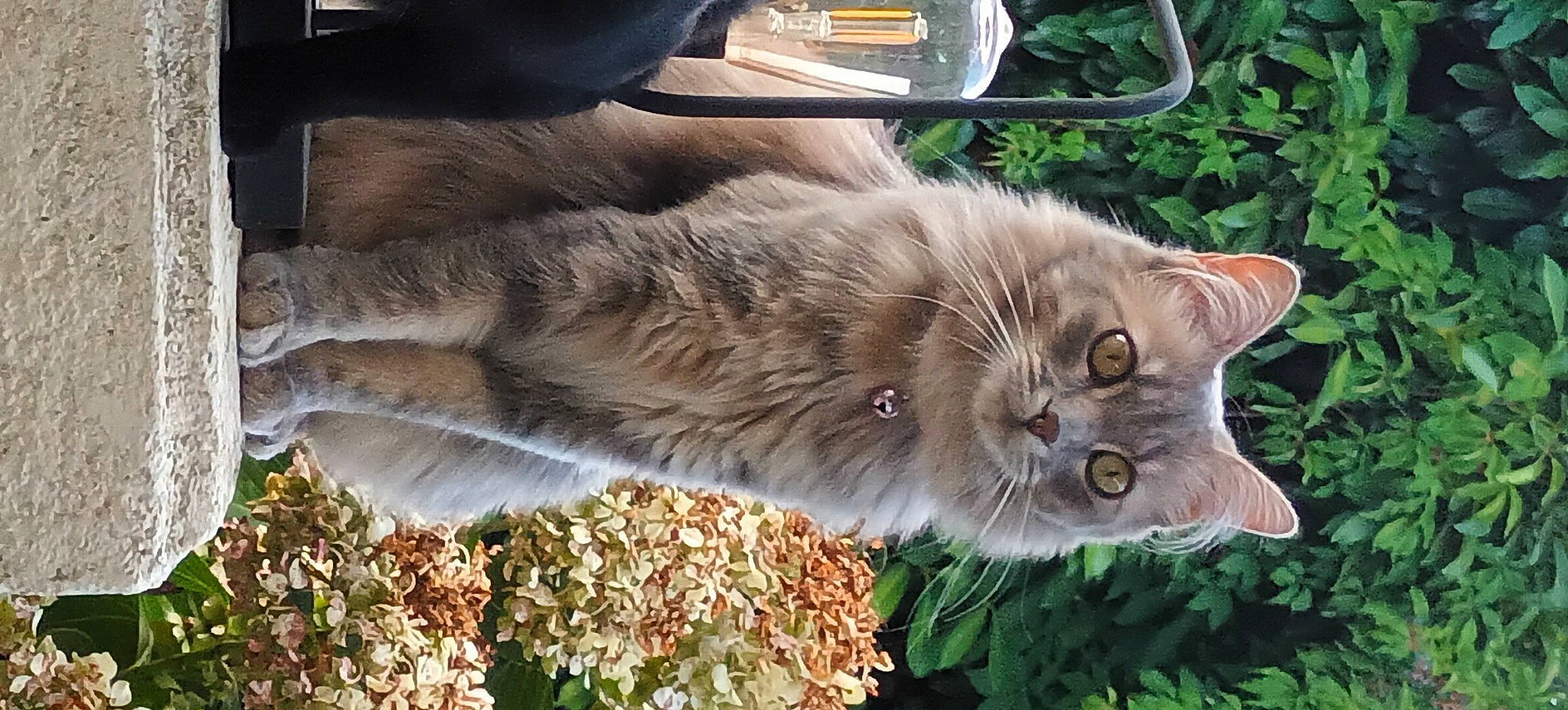 Izzy participe au concours pour gagner de l'argent avec cette photo : british_longhair, carnivore, cat, domestic_short_haired_cat, fawn, felidae, fur, grass, groundcover, herb, mammal, plant, small_to_medium_sized_cats, snout, tail, terrestrial_animal, tree, whiskers, wildlife, wood