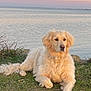 dog, golden_retriever, grass, water, lake, sunset, outdoor, animal, canine, nature, fur, relaxed, pet, mammal, scenic, peaceful, landscape, quiet, sky, evening