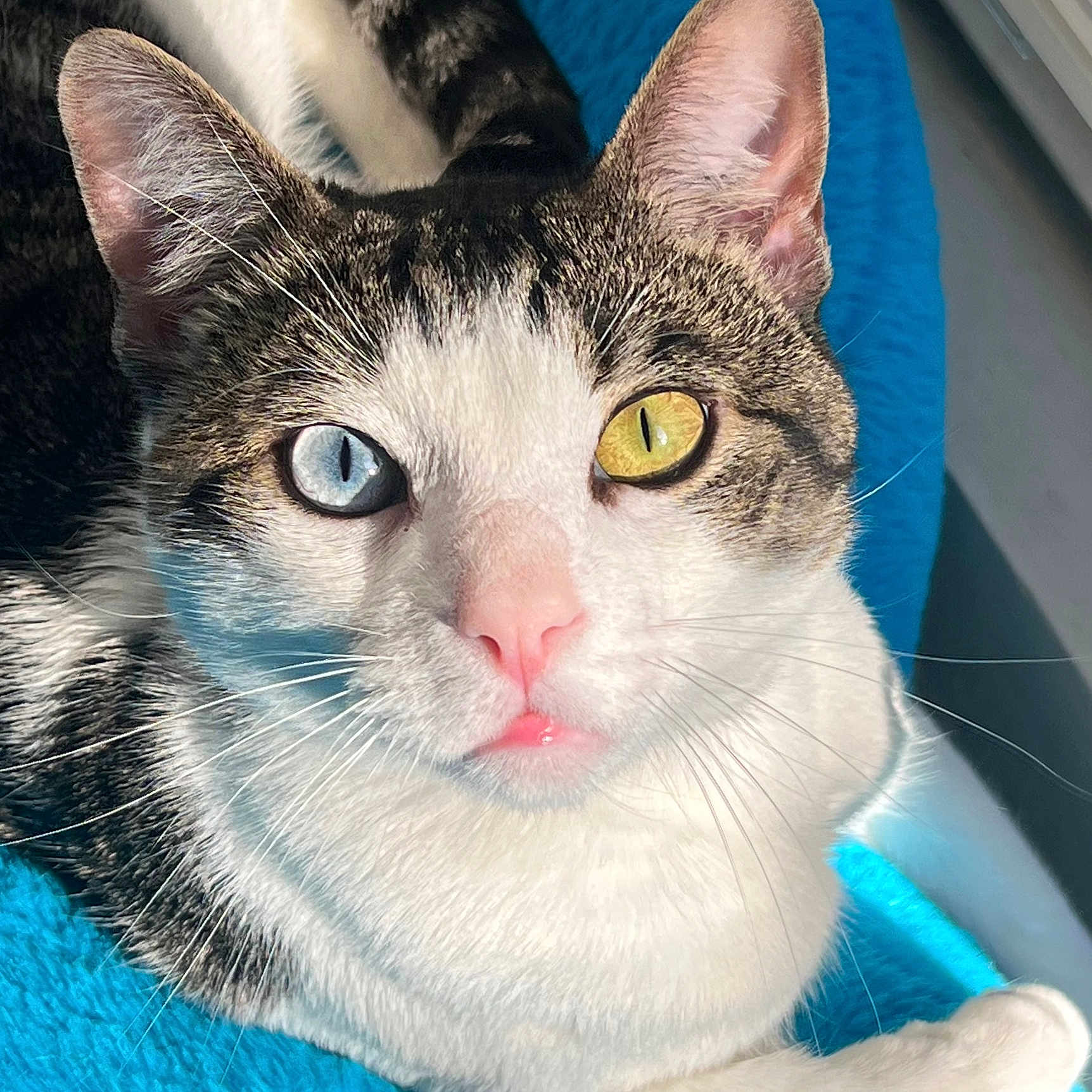 Odin joined the competition — help win amazing prizes! abyssinian, angora, animal, cat, kitten, manx, pet, siamese, white