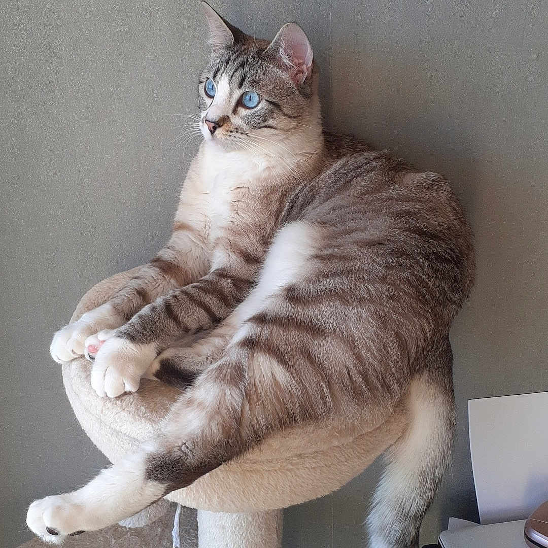 Olaf