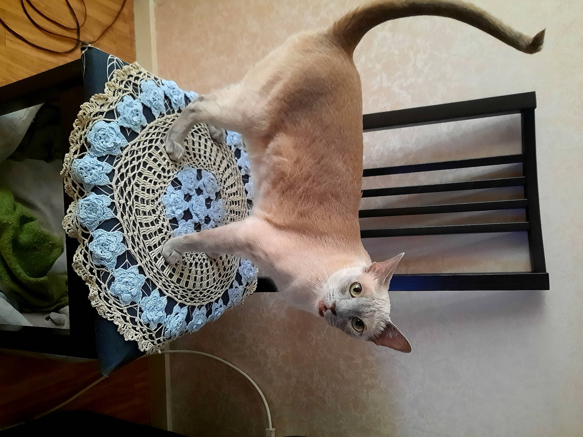 Jacket a rejoint le concours — aidez-le/la à gagner de superbes lots ! cage, carnivore, cat, ceiling, devon_rex, domestic_short_haired_cat, fawn, felidae, flooring, fur, linens, pattern, paw, pet_supply, room, small_to_medium_sized_cats, tail, whiskers, wood