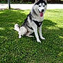 dog, siberian_husky, grass, outdoor, pet, canine, animal, nature, sunlight, leash, park, greenery, fur, happy, tongue_out, sitting, daytime, cute, mammal, black_and_white