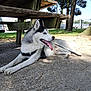 Floky participe au concours pour gagner de l'argent avec cette photo : dog, husky, panting, outdoor, park, grass, tree, picnic_table, leash, concrete, sunlight, daytime, fence, nature, pet, canine, animal, resting, tongue_out, shade