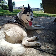 Floky a rejoint le concours — aidez-le/la à gagner de superbes lots ! dog, siberian_husky, outdoor, park, grass, tree, sunny, bench, leash, tongue_out, shade, canine, pet, animal, nature, resting, fur, daytime, happy, walking