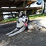 Floky a rejoint le concours — aidez-le/la à gagner de superbes lots ! dog, siberian_husky, outdoor, park, picnic_table, grass, trees, sunlight, concrete, leash, panting, happy, canine, pet, nature, vehicle, bench, daytime, animal, resting
