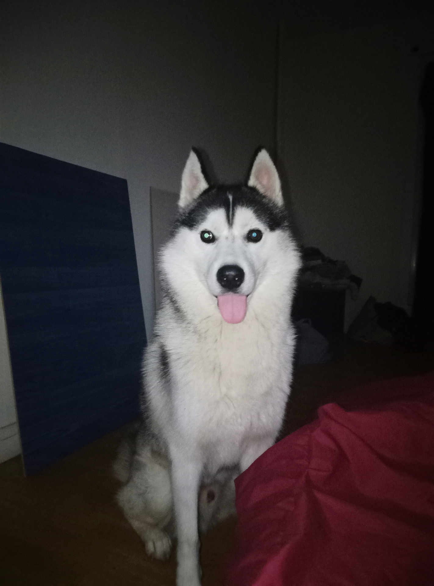 Floky participe au concours pour gagner de l'argent avec cette photo : dog, siberian_husky, tongue_out, indoor, flash, pet, canine, fur, animal, sitting, floor, playful, household, dark_background, red_fabric, ears, eyes, nose, portrait, companion