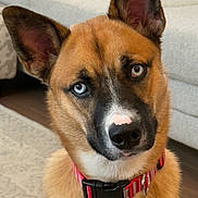 Crosby is registered to the contest to win money with this photo: animal, blue_eye, brown_eye, canine, close_up, collar, couch, curious, decor, dog, ears, floor, fur, heterochromia, indoor, living_room, nose, pet, portrait, whiskers