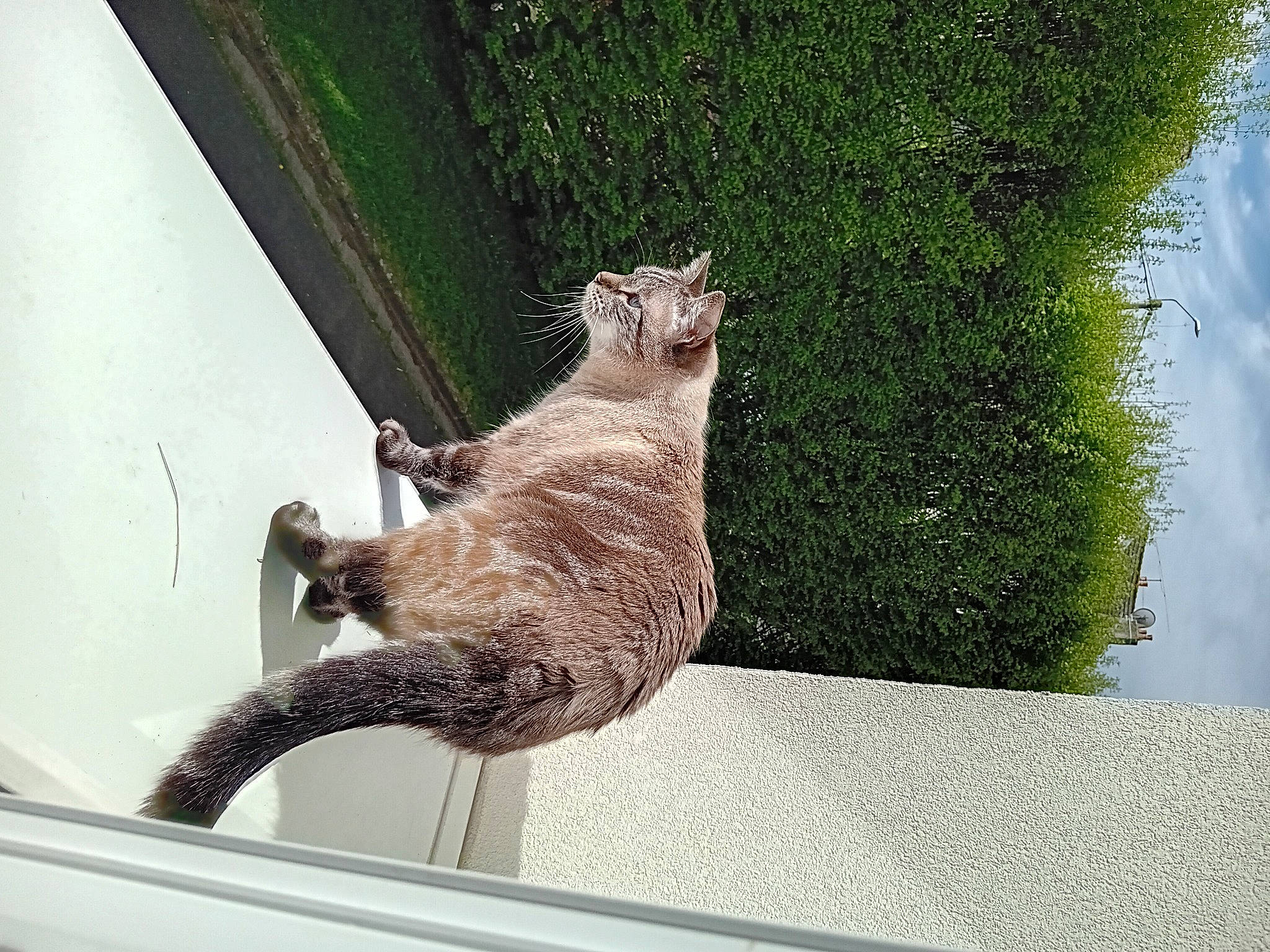 Doudou a rejoint le concours — aidez-le/la à gagner de superbes lots ! beak, carnivore, cat, claw, domestic_short_haired_cat, fawn, felidae, fur, grass, metal, paw, plant, small_to_medium_sized_cats, snout, tail, terrestrial_animal, tree, whiskers, window, wood