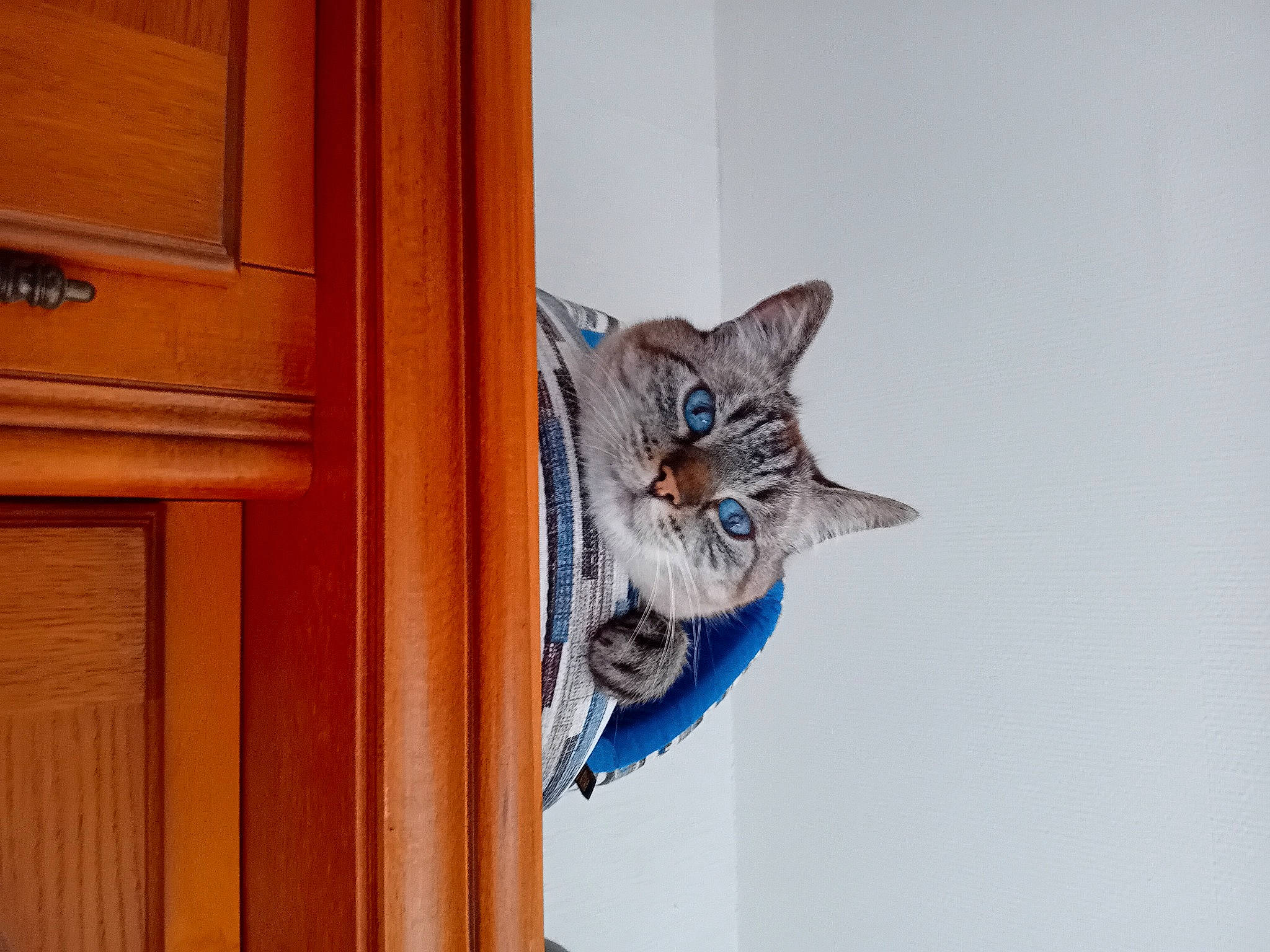 Doudou participe au concours pour gagner de l'argent avec cette photo : carnivore, cat, domestic_short_haired_cat, door, door_handle, electric_blue, felidae, fixture, fur, hardwood, home_door, room, small_to_medium_sized_cats, varnish, whiskers, wood, wood_stain