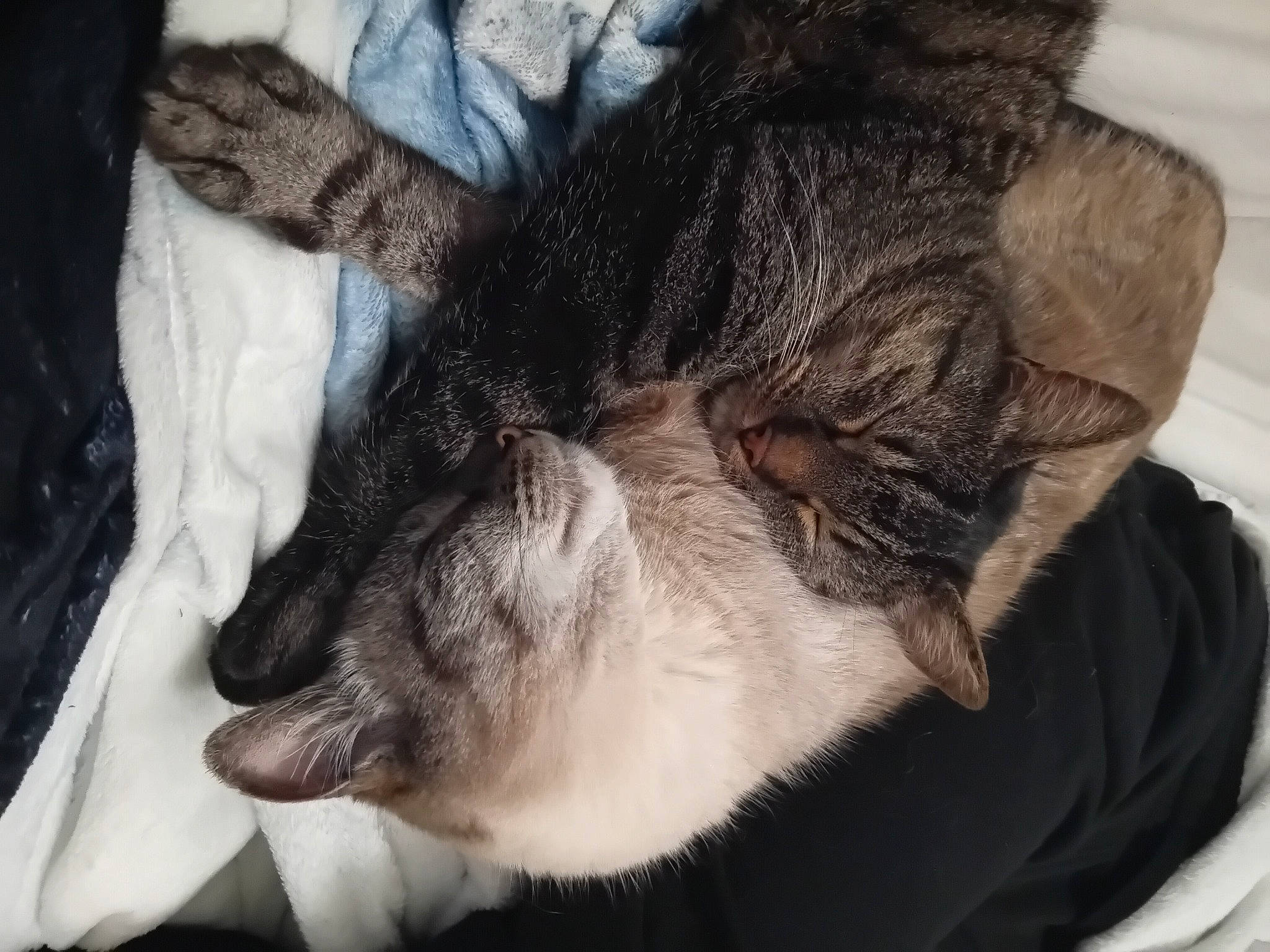 Doudou a rejoint le concours — aidez-le/la à gagner de superbes lots ! carnivore, cat, claw, comfort, companion_dog, dog_breed, domestic_short_haired_cat, ear, felidae, fur, grey, human_leg, linens, nap, paw, small_to_medium_sized_cats, tail, whiskers, window