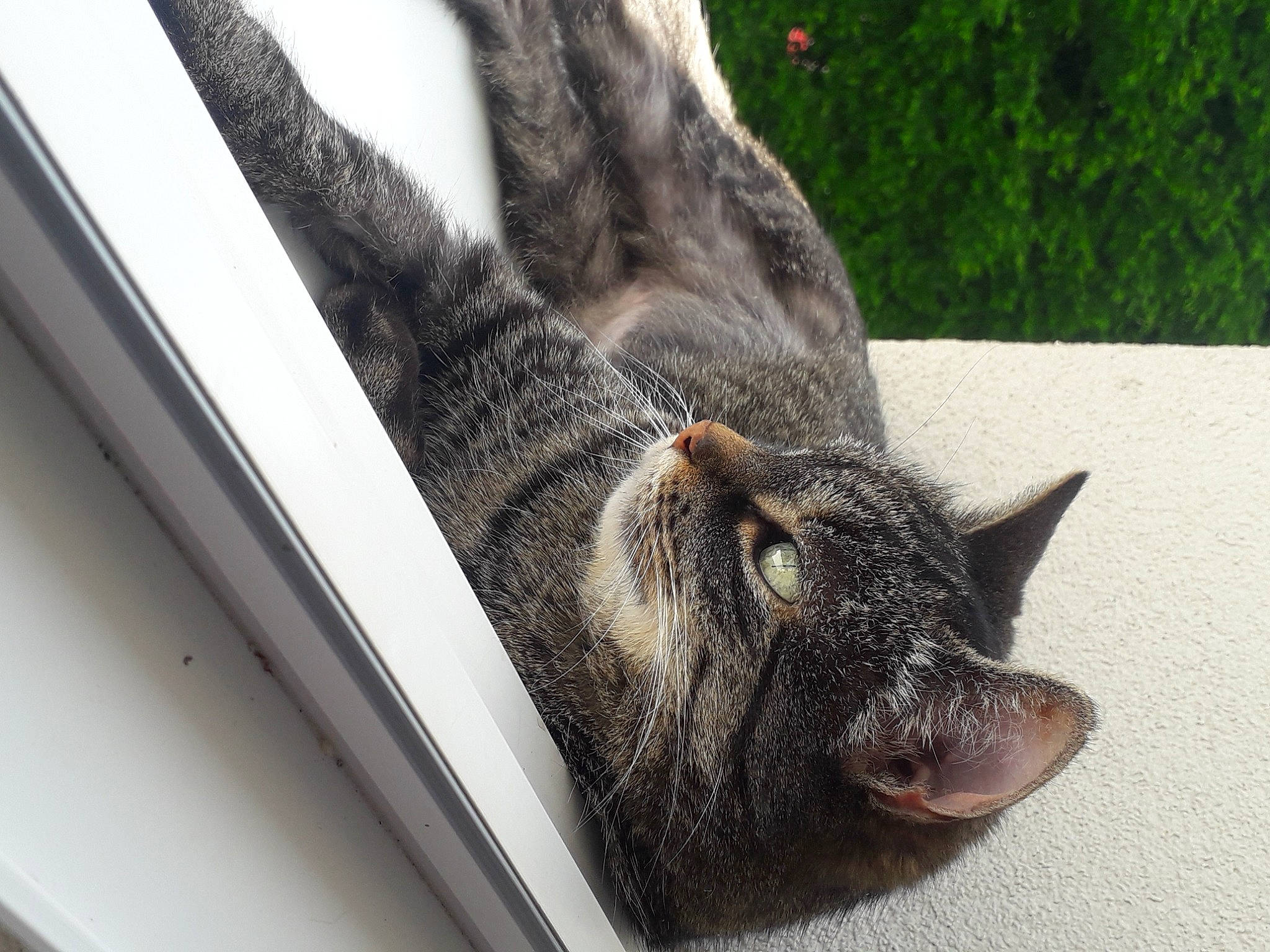 Caramelle participe au concours pour gagner de l'argent avec cette photo : carnivore, cat, claw, domestic_short_haired_cat, ear, felidae, fur, grass, paw, plant, small_to_medium_sized_cats, snout, tail, terrestrial_animal, whiskers