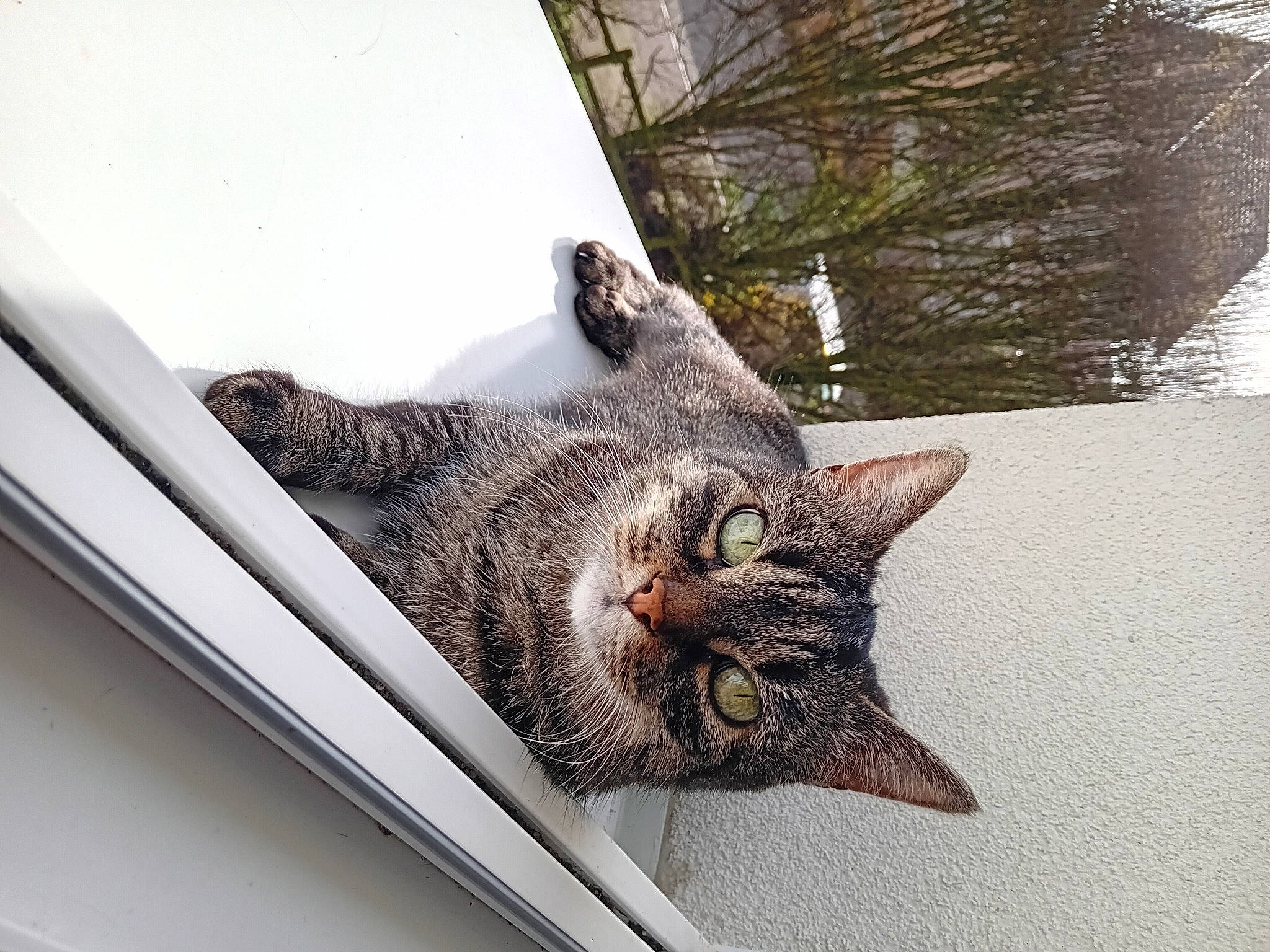 Caramelle participe au concours pour gagner de l'argent avec cette photo : carnivore, cat, claw, domestic_short_haired_cat, eye, felidae, fur, grey, houseplant, metal, paw, plant, small_to_medium_sized_cats, snout, tail, tree, whiskers, wildlife, wood, yawn