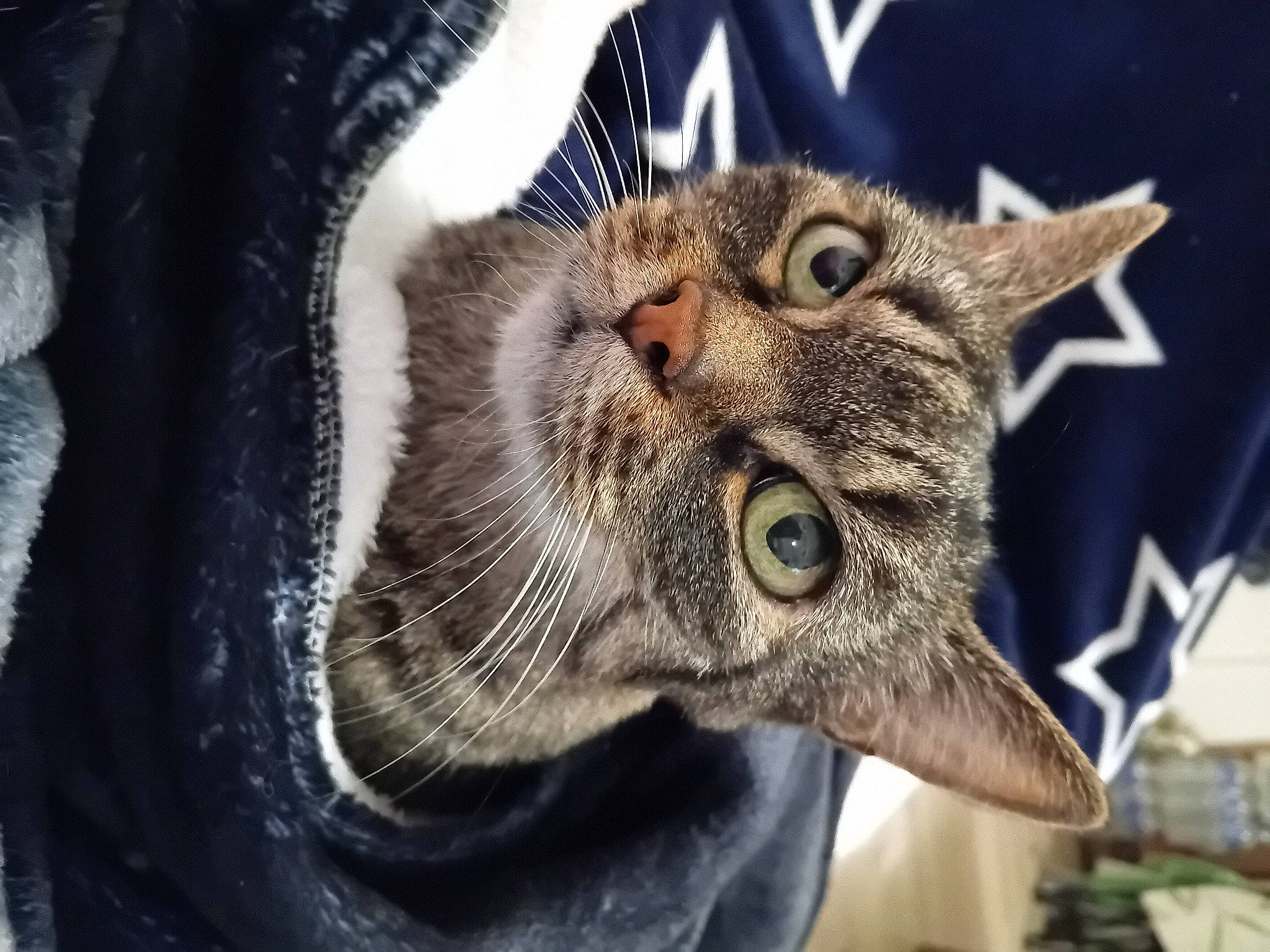 Caramelle participe au concours pour gagner de l'argent avec cette photo : bobcat, carnivore, cat, claw, domestic_short_haired_cat, ear, fang, felidae, fur, jaw, lynx, small_to_medium_sized_cats, snout, terrestrial_animal, whiskers, wildlife, window