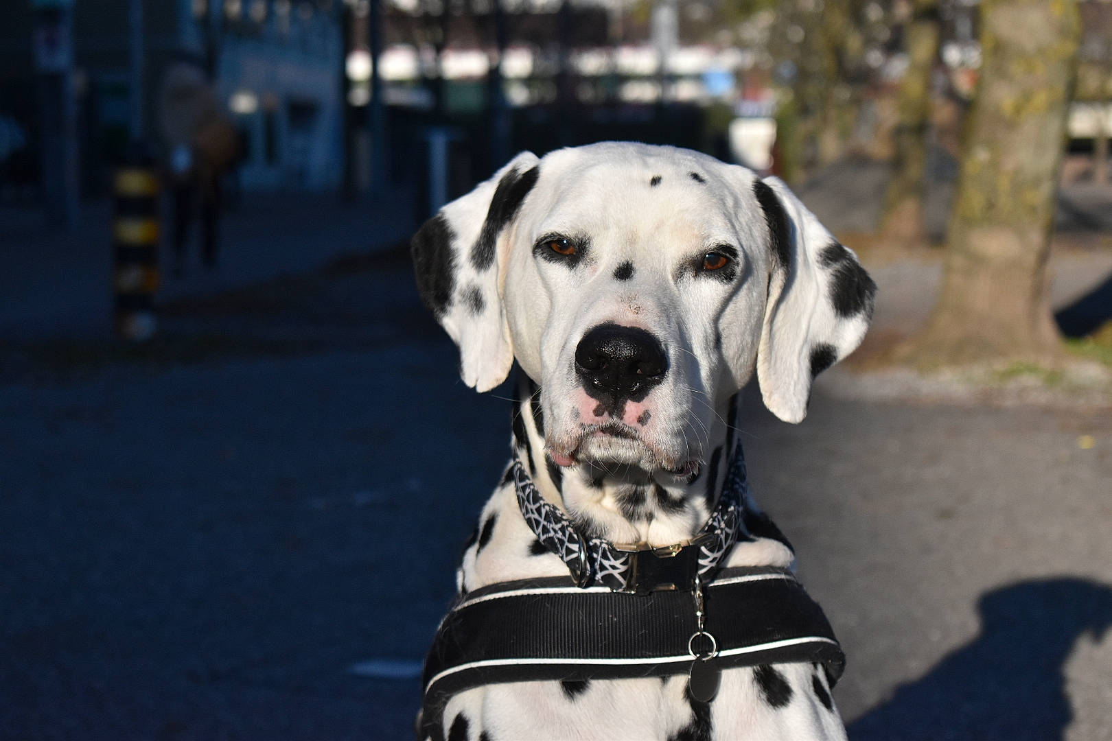 Ezras participe au concours pour gagner de l'argent avec cette photo : canidae, carnivore, collar, companion_dog, dog, dog_breed, dog_collar, dog_supply, fawn, fur, leash, monochrome, monochrome_photography, pet_supply, snout, sporting_group, street, tree, whiskers, working_animal