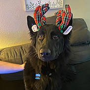 Nuke joined the competition — help win amazing prizes! dog, black_dog, reindeer_ears, antlers, plaid_pattern, pet, indoor, couch, wall_art, sign, family, home, furry, companion, animal, canine, portrait, seated, human_arm, cozy