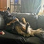dog, couch, indoor, relaxed, pet, fur, living_room, chew_bone, window, curtains, door, shelf, flowers, potted_plants, furniture, resting, canine, home, comfortable, laying_down